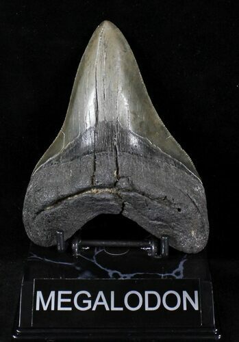 Sharply Serrated Megalodon Tooth - South Carolina #21719